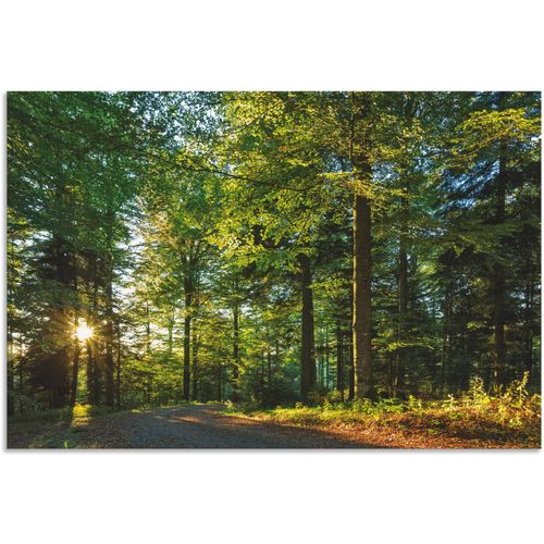 4062144633779 - Wandbild ARTLAND Waldweg im Romantischen Schwarzwald Bilder Gr B H 120 cm x 80 cm Alu-Dibond-Druck Waldbilder Querformat 1 St grün Kunstdrucke als Alubild Leinwandbild Wandaufkleber oder Poster in versch Größen