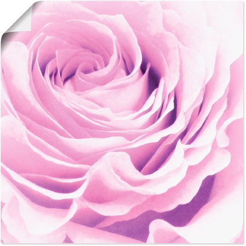 4055327352574 - Wandbild ARTLAND Pastell Rose Bilder Gr B H 30 cm x 30 cm Poster Blumen 1 St pink Kunstdrucke Bilder als Leinwandbild Wandaufkleber oder Poster in versch Größen