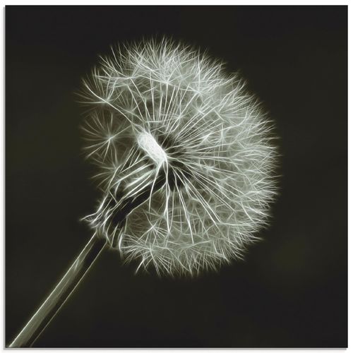 4059745020220 - Glasbild ARTLAND Pusteblume Bilder Gr B H 30 cm x 30 cm Glasbild Blumen quadratisch 1 St schwarz Bild Glasbild Glasbilder Bilder in verschiedenen Größen 4059745020220 - Glasbild ARTLAND Pusteblume Bilder Gr B H 30 cm x 30 cm Glasbild Blumen quadratisch 1 St schwarz Bild Glasbild Glasbilder Bilder in verschiedenen Größen