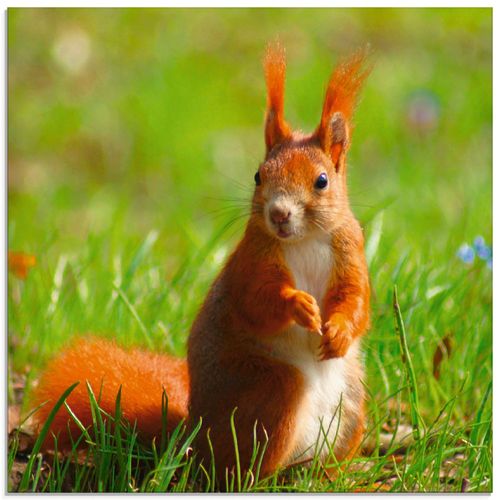 4055327699228 - Glasbild ARTLAND Eichhörnchen Kontakt Bilder Gr B H 20 cm x 20 cm Glasbild Wildtiere quadratisch 1 St grün Bild Glasbild Glasbilder Bilder in verschiedenen Größen