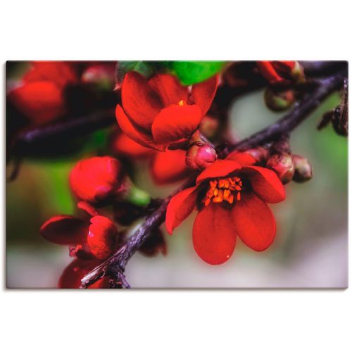 4062144034736 - Wandbild ARTLAND Quittenblüte II Bilder Gr B H 120 cm x 80 cm Leinwandbild Blumen 1 St rot Bild Kunstdruck Kunstdrucke Bilder als Alubild Leinwandbild Wandaufkleber oder Poster in versch Größen