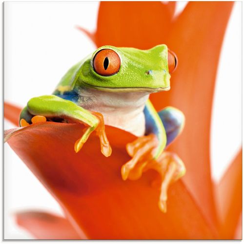 4055327041010 - Glasbild ARTLAND Frosch auf seinem Thron Bilder Gr B H 30 cm x 30 cm Wassertiere 1 St orange Glasbilder Bilder in verschiedenen Größen 4055327041010 - Glasbild ARTLAND Frosch auf seinem Thron Bilder Gr B H 30 cm x 30 cm Wassertiere 1 St orange Glasbilder Bilder in verschiedenen Größen