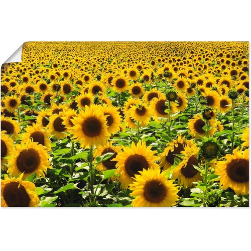 4058661257161 - Wandbild ARTLAND Sonnenblumenfeld Bilder Gr B H 60 cm x 40 cm Poster Blumen 1 St gelb Bild Kunstdruck Leinwandbild Kunstdrucke Bilder als Alubild Leinwandbild Wandaufkleber oder Poster in versch Größen
