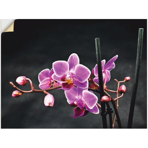 4057738137368 - Wandbild ARTLAND Eine Orchidee vor schwarzem Hintergrund Bilder Gr B H 60 cm x 45 cm Wandaufkleber - Vinyl Blumen 1 St lila Kunstdrucke Bilder als Leinwandbild Wandaufkleber oder Poster in versch Größen