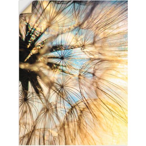 4057738611417 - Wandbild ARTLAND Pusteblume Poesie Bilder Gr B H 60 cm x 80 cm Wandaufkleber - Vinyl Blumen 1 St goldfarben Bild Kunstdruck Leinwandbild Kunstdrucke Bilder als Alubild Leinwandbild Wandaufkleber oder Poster in versch Größen