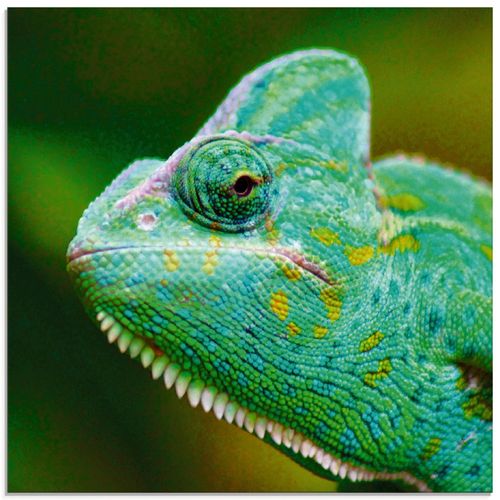 4059745037471 - Glasbild ARTLAND Jemenchamäleon Portrait Bilder Gr B H 30 cm x 30 cm Glasbild Reptilien quadratisch 1 St grün Bild Glasbild Glasbilder Bilder in verschiedenen Größen 4059745037471 - Glasbild ARTLAND Jemenchamäleon Portrait Bilder Gr B H 30 cm x 30 cm Glasbild Reptilien quadratisch 1 St grün Bild Glasbild Glasbilder Bilder in verschiedenen Größen