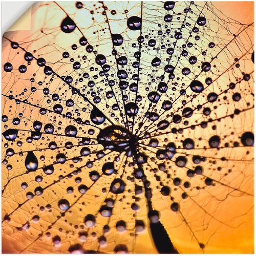 4059745193870 - Wandbild ARTLAND Pusteblume Tröpfchenfang Bilder Gr B H 50 cm x 50 cm Wandaufkleber - Vinyl Blumen 1 St orange Bild Kunstdruck Kunstdrucke Bilder als Alubild Leinwandbild Wandaufkleber oder Poster in versch Größen 4059745193870 - Wandbild ARTLAND Pusteblume Tröpfchenfang Bilder Gr B H 50 cm x 50 cm Wandaufkleber - Vinyl Blumen 1 St orange Bild Kunstdruck Kunstdrucke Bilder als Alubild Leinwandbild Wandaufkleber oder Poster in versch Größen