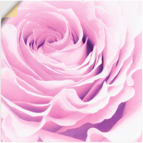 4057738728559 - Wandbild ARTLAND Pastell Rose Bilder Gr B H 30 cm x 30 cm Wandaufkleber - Vinyl Blumen 1 St pink Kunstdrucke Bilder als Leinwandbild Wandaufkleber oder Poster in versch Größen