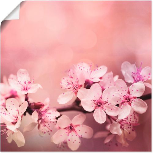4057738844419 - Wandbild ARTLAND Kirschblüten Bilder Gr B H 50 cm x 50 cm Poster Blumen quadratisch 1 St pink Bild Poster Bilder als Alubild Leinwandbild Wandaufkleber oder in versch Größen
