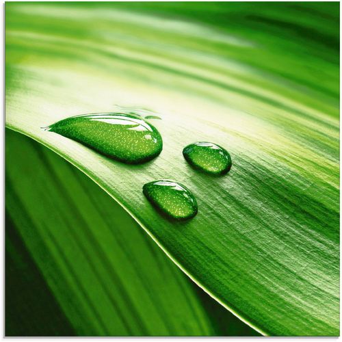 4055327012157 - Glasbild ARTLAND Nahaufnahme eines grünen Pflanzenblattes Bilder Gr B H 30 cm x 30 cm Blätter 1 St grün Glasbilder Bilder in verschiedenen Größen 4055327012157 - Glasbild ARTLAND Nahaufnahme eines grünen Pflanzenblattes Bilder Gr B H 30 cm x 30 cm Blätter 1 St grün Glasbilder Bilder in verschiedenen Größen