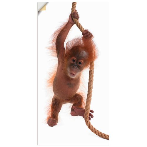 4057738297819 - Wandbild ARTLAND Baby Orang Utan hängt am Seil I Bilder Gr B H 50 cm x 100 cm Wandaufkleber - Vinyl Wildtiere Hochformat 1 St weiß Bild Metallbild Metallbilder Bilder als Alubild Leinwandbild Wandaufkleber oder Poster in versch Größen 4057738297819 - Wandbild ARTLAND Baby Orang Utan hängt am Seil I Bilder Gr B H 50 cm x 100 cm Wandaufkleber - Vinyl Wildtiere Hochformat 1 St weiß Bild Metallbild Metallbilder Bilder als Alubild Leinwandbild Wandaufkleber oder Poster in versch Größen
