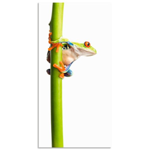4057738375883 - Wandbild ARTLAND Frosch umfasst einen Pflanzenstengel Bilder Gr B H 20 cm x 40 cm Alu-Dibond-Druck Wassertiere Hochformat 1 St weiß Bild Metallbild Metallbilder Bilder als Alubild Leinwandbild Wandaufkleber oder Poster in versch Größen 4057738375883 - Wandbild ARTLAND Frosch umfasst einen Pflanzenstengel Bilder Gr B H 20 cm x 40 cm Alu-Dibond-Druck Wassertiere Hochformat 1 St weiß Bild Metallbild Metallbilder Bilder als Alubild Leinwandbild Wandaufkleber oder Poster in versch Größen