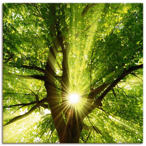 4057738316053 - Wandbild ARTLAND Sonne strahlt explosiv durch den Baum Bilder Gr B H 40 cm x 40 cm Leinwandbild Bäume quadratisch 1 St grün Bild Leinwandbild Kunstdrucke Bilder als Alubild Leinwandbild Wandaufkleber oder Poster in versch Größen