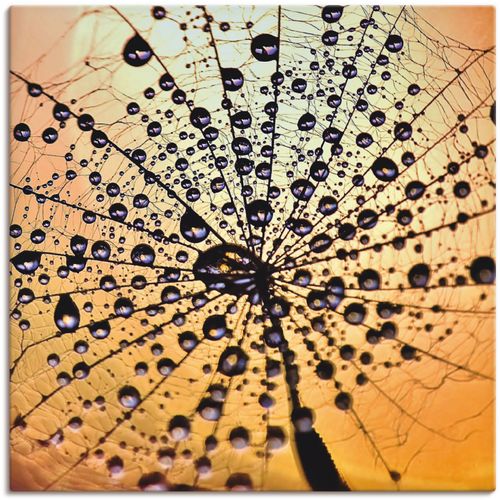 4059745193726 - Wandbild ARTLAND Pusteblume Tröpfchenfang Bilder Gr B H 50 cm x 50 cm Leinwandbild Blumen 1 St orange Bild Kunstdruck Kunstdrucke Bilder als Alubild Leinwandbild Wandaufkleber oder Poster in versch Größen 4059745193726 - Wandbild ARTLAND Pusteblume Tröpfchenfang Bilder Gr B H 50 cm x 50 cm Leinwandbild Blumen 1 St orange Bild Kunstdruck Kunstdrucke Bilder als Alubild Leinwandbild Wandaufkleber oder Poster in versch Größen