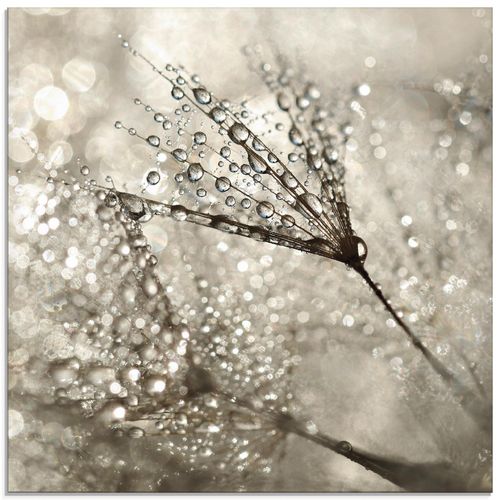 4058661711502 - Glasbild ARTLAND Pusteblume Tautropfen Bilder Gr B H 40 cm x 40 cm Glasbild Blumen quadratisch 1 St beige (naturfarben) Bild Glasbild Glasbilder Bilder in verschiedenen Größen 4058661711502 - Glasbild ARTLAND Pusteblume Tautropfen Bilder Gr B H 40 cm x 40 cm Glasbild Blumen quadratisch 1 St beige (naturfarben) Bild Glasbild Glasbilder Bilder in verschiedenen Größen