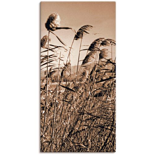 4055327421386 - Wandbild ARTLAND Sepia Gräser II Bilder Gr B H 75 cm x 150 cm Leinwandbild Gräser 1 St beige (natur) Bild Poster Bilder als Alubild Leinwandbild Wandaufkleber oder in versch Größen 4055327421386 - Wandbild ARTLAND Sepia Gräser II Bilder Gr B H 75 cm x 150 cm Leinwandbild Gräser 1 St beige (natur) Bild Poster Bilder als Alubild Leinwandbild Wandaufkleber oder in versch Größen