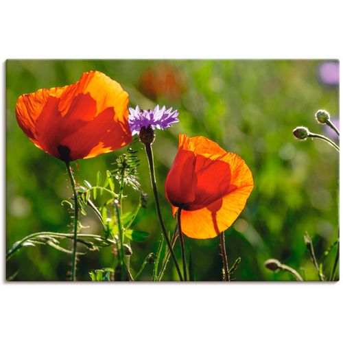 4059745551274 - Wandbild ARTLAND Mohnblumen im Frühling Bilder Gr B H 60 cm x 40 cm Leinwandbild Blumen 1 St bunt Bild Kunstdruck Kunstdrucke Bilder als Alubild Leinwandbild Wandaufkleber oder Poster in versch Größen