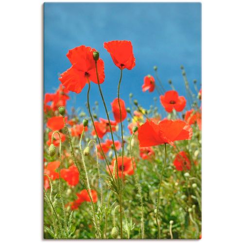 4059745207454 - Wandbild ARTLAND Feld mit rotem Klatschmohn Bilder Gr B H 40 cm x 60 cm Leinwandbild Blumen 1 St rot Bild Kunstdruck Poster Bilder als Leinwandbild Wandaufkleber oder in versch Größen 4059745207454 - Wandbild ARTLAND Feld mit rotem Klatschmohn Bilder Gr B H 40 cm x 60 cm Leinwandbild Blumen 1 St rot Bild Kunstdruck Poster Bilder als Leinwandbild Wandaufkleber oder in versch Größen