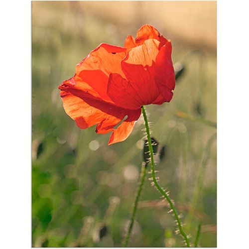 4062144131985 - Wandbild ARTLAND Mohnblume Bilder Gr B H 30 cm x 40 cm Alu-Dibond-Druck Blumen 1 St rot Bild Kunstdruck Kunstdrucke Bilder als Alubild Leinwandbild Wandaufkleber oder Poster in versch Größen