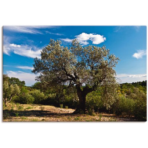 4059745107617 - Wandbild ARTLAND Olivenbaum in Südfrankreich Bilder Gr B H 60 cm x 40 cm Leinwandbild Bäume 1 St beige (naturfarben) Bild Kunstdruck Poster Bilder als Alubild Leinwandbild Wandaufkleber oder in versch Größen 4059745107617 - Wandbild ARTLAND Olivenbaum in Südfrankreich Bilder Gr B H 60 cm x 40 cm Leinwandbild Bäume 1 St beige (naturfarben) Bild Kunstdruck Poster Bilder als Alubild Leinwandbild Wandaufkleber oder in versch Größen