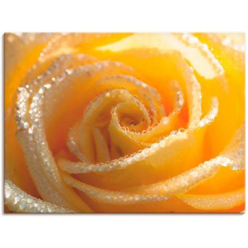 4055327885157 - Wandbild ARTLAND Gelbe Rose Makro Bilder Gr B H 40 cm x 30 cm Leinwandbild Blumen 1 St gelb Bild Kunstdruck Kunstdrucke Bilder als Leinwandbild Wandaufkleber oder Poster in versch Größen 4055327885157 - Wandbild ARTLAND Gelbe Rose Makro Bilder Gr B H 40 cm x 30 cm Leinwandbild Blumen 1 St gelb Bild Kunstdruck Kunstdrucke Bilder als Leinwandbild Wandaufkleber oder Poster in versch Größen
