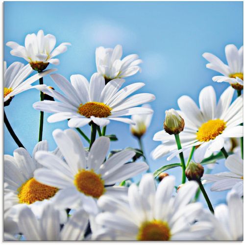 4058661604880 - Glasbild ARTLAND Blumen - Margeriten Bilder Gr B H 30 cm x 30 cm Blumen 1 St weiß Glasbilder in verschiedenen Größen 4058661604880 - Glasbild ARTLAND Blumen - Margeriten Bilder Gr B H 30 cm x 30 cm Blumen 1 St weiß Glasbilder in verschiedenen Größen