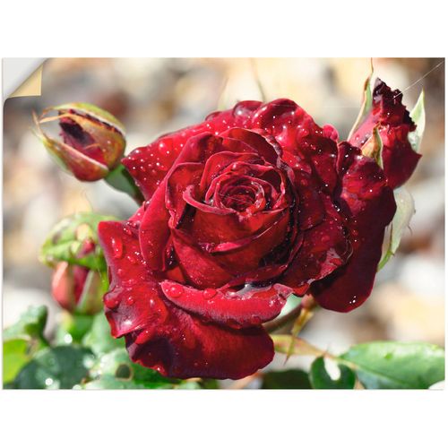 4062144292969 - Wandbild ARTLAND Tröpfchenrose Bilder Gr B H 40 cm x 30 cm Wandaufkleber - Vinyl Blumen 1 St rot Bild Kunstdruck Leinwandbild Kunstdrucke Bilder als Leinwandbild Wandaufkleber oder Poster in versch Größen 4062144292969 - Wandbild ARTLAND Tröpfchenrose Bilder Gr B H 40 cm x 30 cm Wandaufkleber - Vinyl Blumen 1 St rot Bild Kunstdruck Leinwandbild Kunstdrucke Bilder als Leinwandbild Wandaufkleber oder Poster in versch Größen