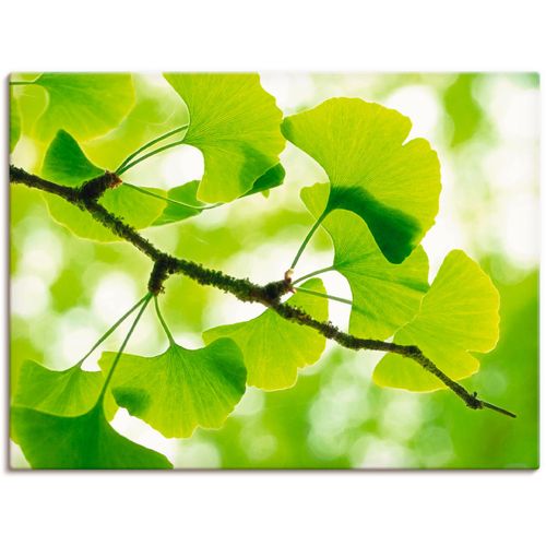 4055327244206 - Wandbild ARTLAND Ginkgo Bilder Gr B H 60 cm x 45 cm Leinwandbild Blätter 1 St grün Bild Kunstdruck Poster Bilder als Leinwandbild Wandaufkleber oder in versch Größen