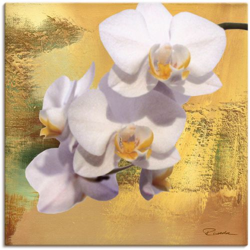 4055327249751 - Wandbild ARTLAND Weiße Orchidee II Bilder Gr B H 40 cm x 40 cm Leinwandbild Blumen 1 St weiß Bild Poster Bilder als Alubild Leinwandbild Wandaufkleber oder in versch Größen 4055327249751 - Wandbild ARTLAND Weiße Orchidee II Bilder Gr B H 40 cm x 40 cm Leinwandbild Blumen 1 St weiß Bild Poster Bilder als Alubild Leinwandbild Wandaufkleber oder in versch Größen
