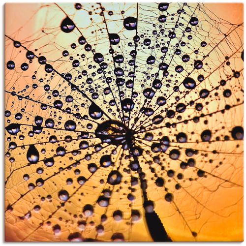 4059745193719 - Wandbild ARTLAND Pusteblume Tröpfchenfang Bilder Gr B H 40 cm x 40 cm Leinwandbild Blumen 1 St orange Bild Kunstdruck Kunstdrucke Bilder als Alubild Leinwandbild Wandaufkleber oder Poster in versch Größen 4059745193719 - Wandbild ARTLAND Pusteblume Tröpfchenfang Bilder Gr B H 40 cm x 40 cm Leinwandbild Blumen 1 St orange Bild Kunstdruck Kunstdrucke Bilder als Alubild Leinwandbild Wandaufkleber oder Poster in versch Größen