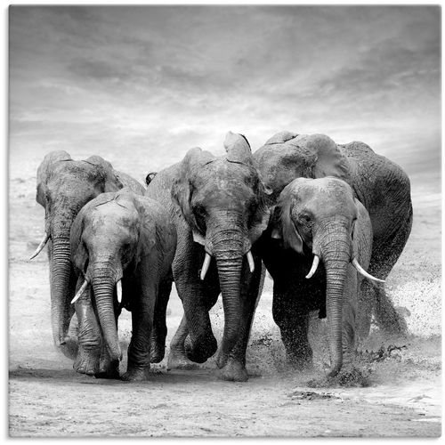 4059745768542 - Wandbild ARTLAND Elefanten Bilder Gr B H 50 cm x 50 cm Leinwandbild Wildtiere 1 St schwarz Bild Metallbild Metallbilder Bilder als Alubild Leinwandbild Wandaufkleber oder Poster in versch Größen