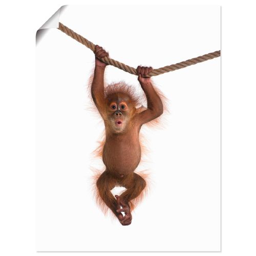 4055327640060 - Wandbild ARTLAND Baby Orang Utan hängt an Seil II Bilder Gr B H 60 cm x 80 cm Poster Wildtiere Hochformat 1 St weiß Bild Metallbild Metallbilder Bilder als Alubild Leinwandbild Wandaufkleber oder Poster in versch Größen 4055327640060 - Wandbild ARTLAND Baby Orang Utan hängt an Seil II Bilder Gr B H 60 cm x 80 cm Poster Wildtiere Hochformat 1 St weiß Bild Metallbild Metallbilder Bilder als Alubild Leinwandbild Wandaufkleber oder Poster in versch Größen