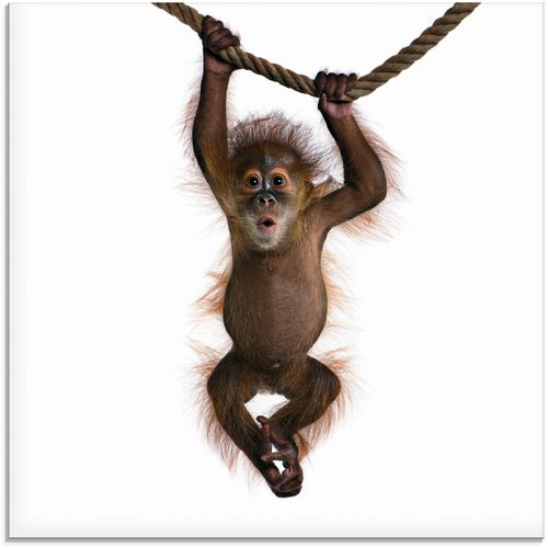 4055327038713 - Glasbild ARTLAND Baby Sumatra Orang Utan hängt an Seil Bilder Gr B H 30 cm x 30 cm Wildtiere 1 St weiß Glasbilder Bilder in verschiedenen Größen