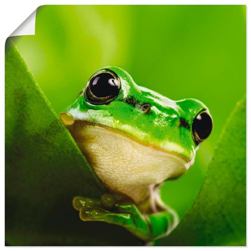 4055327613606 - Wandbild ARTLAND Ausspähender Frosch Bilder Gr B H 50 cm x 50 cm Poster Wassertiere quadratisch 1 St grün Bild Poster Bilder als Alubild Leinwandbild Wandaufkleber oder in versch Größen 4055327613606 - Wandbild ARTLAND Ausspähender Frosch Bilder Gr B H 50 cm x 50 cm Poster Wassertiere quadratisch 1 St grün Bild Poster Bilder als Alubild Leinwandbild Wandaufkleber oder in versch Größen