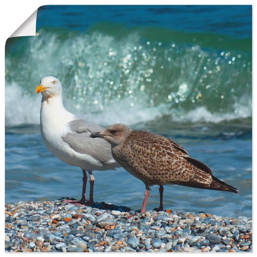 4058661106643 - Wandbild ARTLAND Möwen in der Meeresbrandung Bilder Gr B H 50 cm x 50 cm Poster Vögel quadratisch 1 St beige (naturfarben) Bild Poster Bilder als Alubild Leinwandbild Wandaufkleber oder in versch Größen