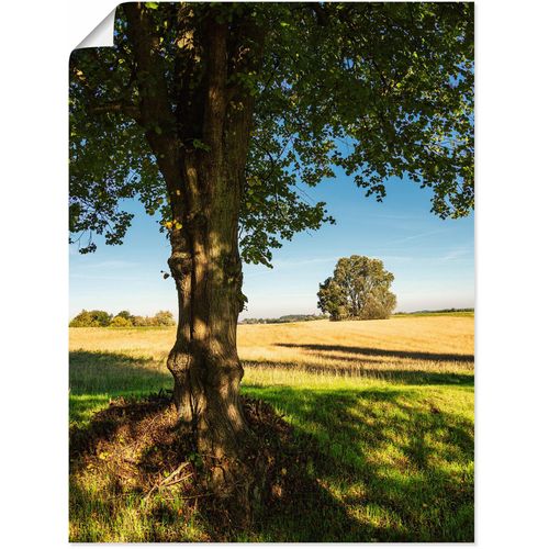 4062144736005 - Wandbild ARTLAND Feld und Bäumen bei Hohen Demzin Bilder Gr B H 60 cm x 80 cm Poster Felder Hochformat 1 St grün Kunstdrucke als Alubild Leinwandbild Wandaufkleber oder Poster in versch Größen 4062144736005 - Wandbild ARTLAND Feld und Bäumen bei Hohen Demzin Bilder Gr B H 60 cm x 80 cm Poster Felder Hochformat 1 St grün Kunstdrucke als Alubild Leinwandbild Wandaufkleber oder Poster in versch Größen