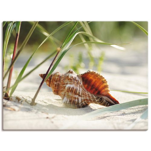 4055327705714 - Wandbild ARTLAND Große Muschel am Strand Bilder Gr B H 80 cm x 60 cm Leinwandbild Wassertiere Querformat 1 St beige (naturfarben) Bild Leinwandbild Kunstdrucke Bilder als Leinwandbild Wandaufkleber oder Poster in versch Größen