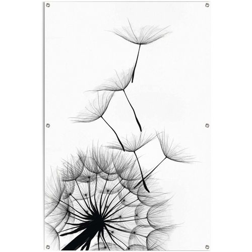 8714597620368 - Poster REINDERS Pusteblume Bilder Gr B H T 80 cm x 120 cm x 01 cm schwarz (schwarz weiß) Poster leichtes und wasserfestes Gartenposter für den Außeneinsatz