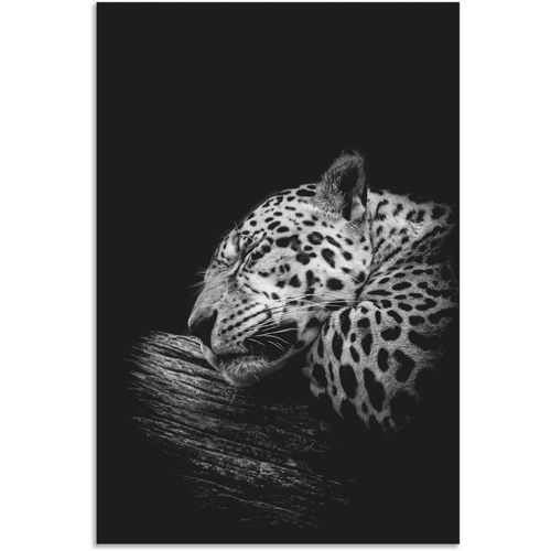 4062144626443 - Wandbild ARTLAND Der schlafende Jaguar Bilder Gr B H 20 cm x 30 cm Alu-Dibond-Druck Wildtiere Hochformat 1 St schwarz Kunstdrucke als Alubild Leinwandbild Wandaufkleber oder Poster in versch Größen 4062144626443 - Wandbild ARTLAND Der schlafende Jaguar Bilder Gr B H 20 cm x 30 cm Alu-Dibond-Druck Wildtiere Hochformat 1 St schwarz Kunstdrucke als Alubild Leinwandbild Wandaufkleber oder Poster in versch Größen