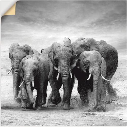 4059745768702 - Wandbild ARTLAND Elefanten Bilder Gr B H 70 cm x 70 cm Wandaufkleber - Vinyl Wildtiere 1 St schwarz Bild Metallbild Metallbilder Bilder als Alubild Leinwandbild Wandaufkleber oder Poster in versch Größen 4059745768702 - Wandbild ARTLAND Elefanten Bilder Gr B H 70 cm x 70 cm Wandaufkleber - Vinyl Wildtiere 1 St schwarz Bild Metallbild Metallbilder Bilder als Alubild Leinwandbild Wandaufkleber oder Poster in versch Größen