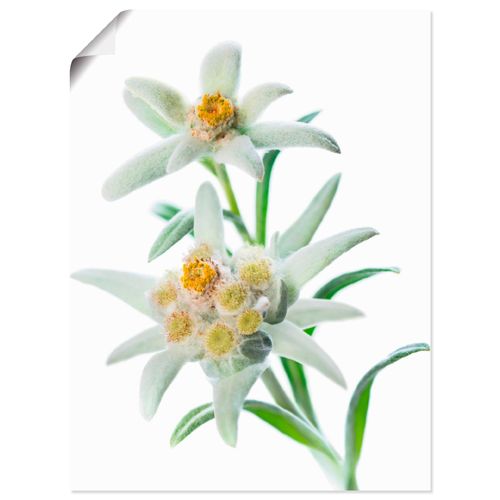 4055327640756 - Wandbild ARTLAND Edelweiss Bilder Gr B H 60 cm x 80 cm Poster Blumen Hochformat 1 St weiß Bild Poster Bilder als Alubild Leinwandbild Wandaufkleber oder in versch Größen