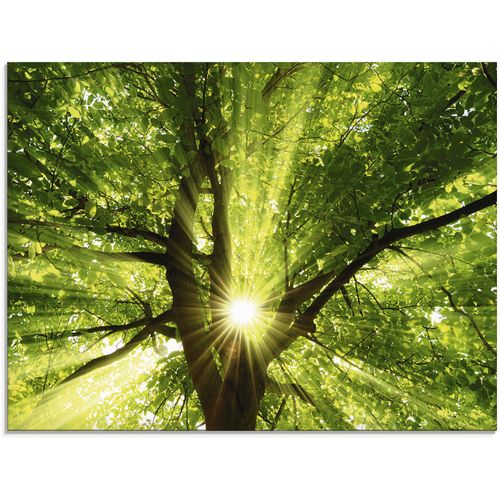 4062144100790 - Glasbild ARTLAND Sonne strahlt explosiv durch den Baum Bilder Gr B H 80 cm x 60 cm Glasbild Bäume 1 St grün Glasbilder in verschiedenen Größen