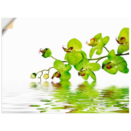 4057738286462 - Wandbild ARTLAND Schöne Orchidee mit grünem Hintergrund Bilder Gr B H 80 cm x 60 cm Wandaufkleber - Vinyl Blumen Querformat 1 St grün Bild Poster Bilder als Alubild Leinwandbild Wandaufkleber oder in versch Größen 4057738286462 - Wandbild ARTLAND Schöne Orchidee mit grünem Hintergrund Bilder Gr B H 80 cm x 60 cm Wandaufkleber - Vinyl Blumen Querformat 1 St grün Bild Poster Bilder als Alubild Leinwandbild Wandaufkleber oder in versch Größen