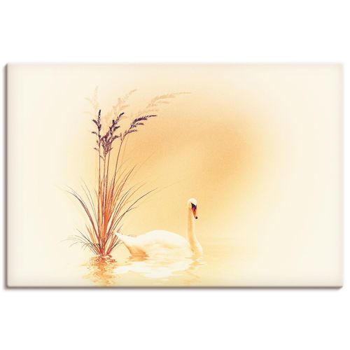 4059745023924 - Wandbild ARTLAND Weisser Schwan Bilder Gr B H 60 cm x 40 cm Leinwandbild Vögel Querformat 1 St beige (naturfarben) Bild Poster Bilder als Alubild Leinwandbild Wandaufkleber oder in versch Größen