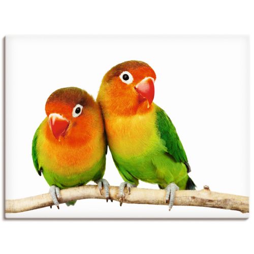 4055327238601 - Wandbild ARTLAND Paar von Grauköpfchen - Papageien Bilder Gr B H 40 cm x 30 cm Leinwandbild Vögel Querformat 1 St bunt Bild Metallbild Metallbilder Bilder als Alubild Leinwandbild Wandaufkleber oder Poster in versch Größen