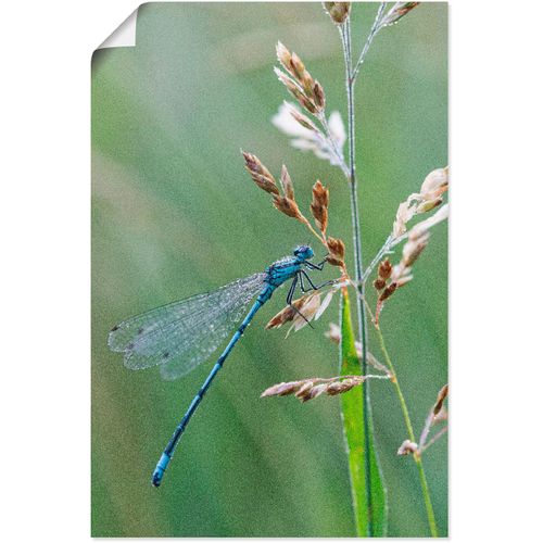 4059745017145 - Wandbild ARTLAND Kleine Libelle Bilder Gr B H 40 cm x 60 cm Poster Insekten 1 St grün Bild Metallbild Kunstdruck Metallbilder Bilder als Alubild Leinwandbild Wandaufkleber oder Poster in versch Größen