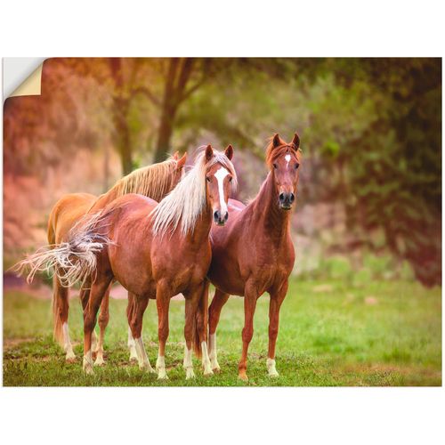 4062144371534 - Wandbild ARTLAND Pferde in den Feldern I Bilder Gr B H 60 cm x 80 cm Wandaufkleber - Vinyl Haustiere Hochformat 1 St braun Bild Poster Bilder als Alubild Leinwandbild Wandaufkleber oder in versch Größen 4062144371534 - Wandbild ARTLAND Pferde in den Feldern I Bilder Gr B H 60 cm x 80 cm Wandaufkleber - Vinyl Haustiere Hochformat 1 St braun Bild Poster Bilder als Alubild Leinwandbild Wandaufkleber oder in versch Größen