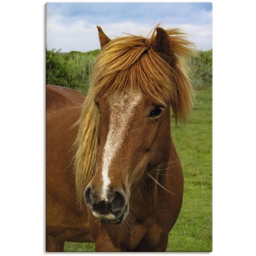 4059745453325 - Wandbild ARTLAND Hallo Pferd Bilder Gr B H 40 cm x 60 cm Leinwandbild Haustiere 1 St braun Kunstdrucke Bilder als Alubild Leinwandbild Wandaufkleber oder Poster in versch Größen