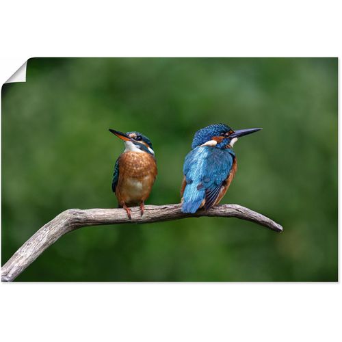 4062144757932 - Wandbild ARTLAND Zwei Eisvogel Bilder Gr B H 60 cm x 40 cm Poster Vogelbilder Querformat 1 St grün Kunstdrucke als Alubild Leinwandbild Wandaufkleber oder Poster in versch Größen 4062144757932 - Wandbild ARTLAND Zwei Eisvogel Bilder Gr B H 60 cm x 40 cm Poster Vogelbilder Querformat 1 St grün Kunstdrucke als Alubild Leinwandbild Wandaufkleber oder Poster in versch Größen