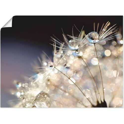 4058661087096 - Wandbild ARTLAND Pusteblume Fantasie Bilder Gr B H 40 cm x 30 cm Poster Blumen 1 St bunt Bild Kunstdruck Metallbild Metallbilder Bilder als Alubild Leinwandbild Wandaufkleber oder Poster in versch Größen 4058661087096 - Wandbild ARTLAND Pusteblume Fantasie Bilder Gr B H 40 cm x 30 cm Poster Blumen 1 St bunt Bild Kunstdruck Metallbild Metallbilder Bilder als Alubild Leinwandbild Wandaufkleber oder Poster in versch Größen